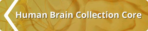 Human Brain Collection Core Logo